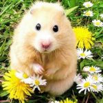 Ten Frightening and Lethal Hamster Attacks