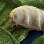 Top 10 Reasons Tardigrades Might Be the Coolest Animals Ever