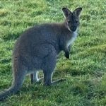 Ten Odd News Stories out of Australia