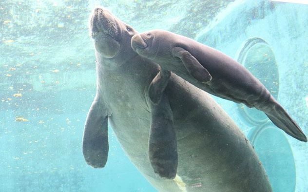 10 Fascinating Facts About Snooty  the World s Oldest Manatee - 78