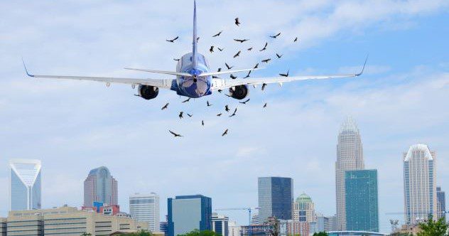 10 Shocking Air Disasters Caused by Birds