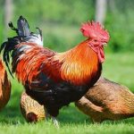 10 Reasons Chickens Are Dinosaurs
