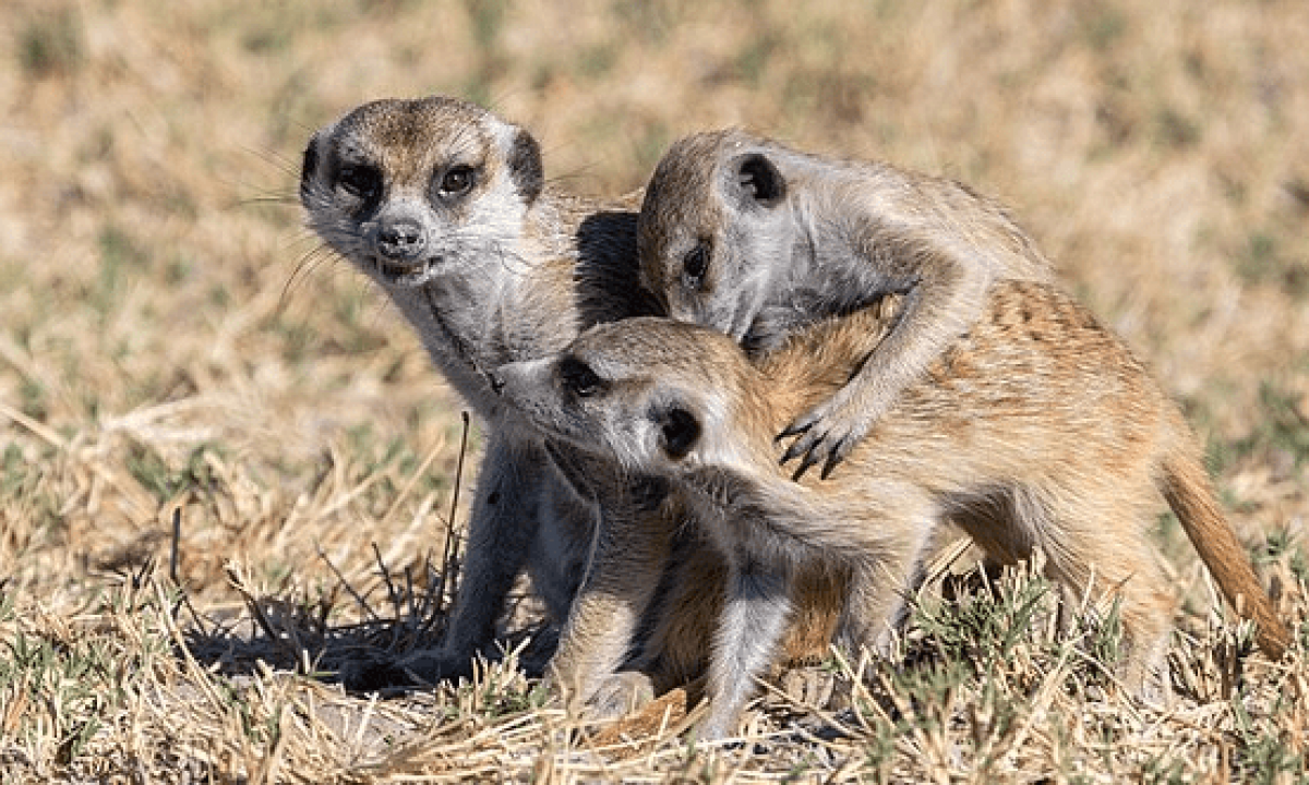 Monkey grabs phone, calls 911 at California zoo