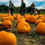 10 Crimes That Took Place in a Pumpkin Patch