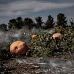 10 Crimes That Took Place in a Pumpkin Patch