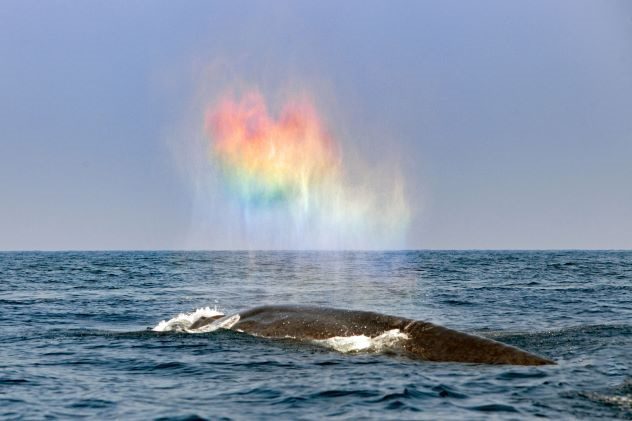 10 Images That Highlight the Splendor of the Ocean - 94