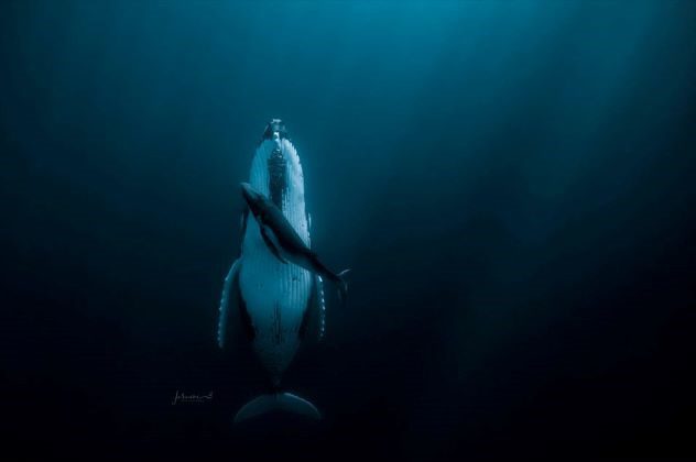 10 Images That Highlight the Splendor of the Ocean - 94