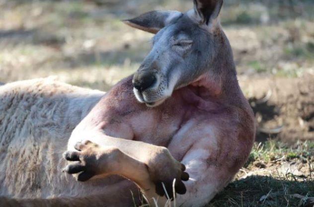 10 Hilarious Kangaroo Hijinks to Brighten up Your Day - Listverse 1