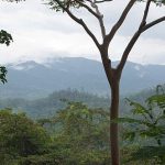 10 Mystifying Rainforest Mysteries That Baffle Scientists