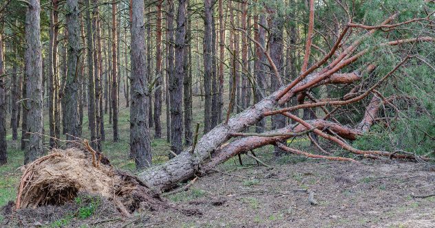 10 Terrifying and Unfortunate National Park Deaths - Listverse 10