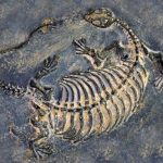 10 Fantastic Fossils Found by Accident