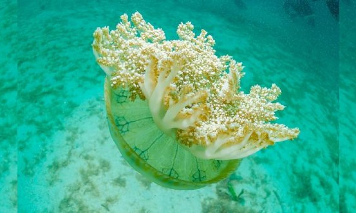 Deep-Sea Yeti Crab Farms Food on Its Arms