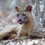 10 Amazing Animals with Unique Environmental Adaptations