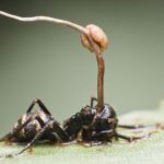 10 Frightening Tricks Parasites Use to Snare Hosts