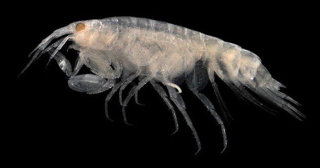 Leucothoe eltoni, a shrimp-like crustacean similar to the one pictured