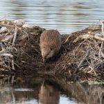 10 Innovative Ways That Beavers Can Save the World
