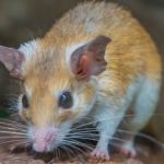 10 Bizarre Facts about Mice (That Aren't Cheesy)