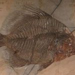 10 Fossilized Animals Caught in the Act