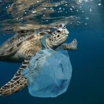 10 Funky Facts about the Great Pacific Garbage Patch