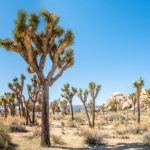 10 Tragic Disappearances and Deaths in Joshua Tree National Park