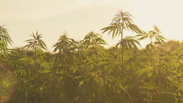 Hemp