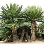 10 Crazy Facts about Cycads That Might Surprise You