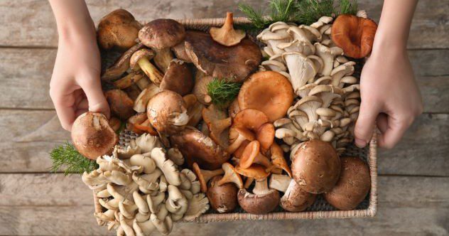 10 Undeniable Signs That People’s Views of Mushrooms Are Changing