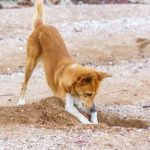 10 Animals That Made Archaeological Discoveries
