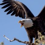 10 Misconceptions About Birds