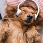 10 Cases of Humans Connecting with Animals Through Music