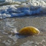 10 Mysterious Beach Objects