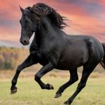 History's Ten Most Heroic Horses