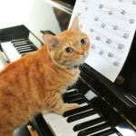 Ten Animals That Are More Musical Than You Might Think