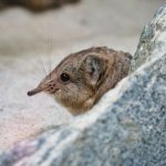 10 Strange Animals You Won't Believe Actually Exist