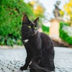 10 Times the Christian Church Took on the Animal Kingdom