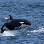 10 Orca Quirks That Will Make You Forget the Boat Attacks 10 Orca Quirks That Will Make You Forget the Boat Attacks