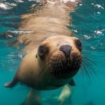 10 Times Desperate Animals Asked People for Help... and Got It
