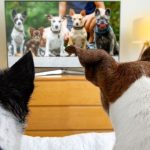 Ten Bizarre New Facts About Animals