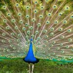 Ten Mind-Boggling Discoveries About Birds Ten Mind-Boggling Discoveries About Birds
