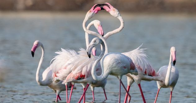 The Animal Kingdom’s 10 Greatest Dance Moves