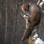 10 Animals Everyone Gets Wrong 10 Animals Everyone Gets Wrong