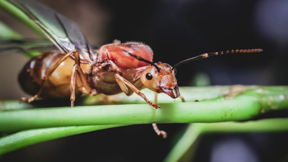 10 Bizarre Queen Ant Dramas That Belong in a Soap Opera - Listverse