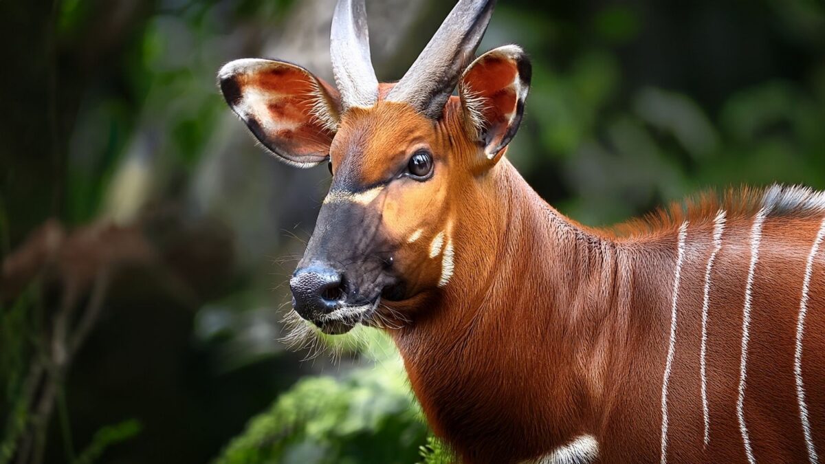 10 Elusive Animals That Finally Showed Up for the Cameras - Listverse