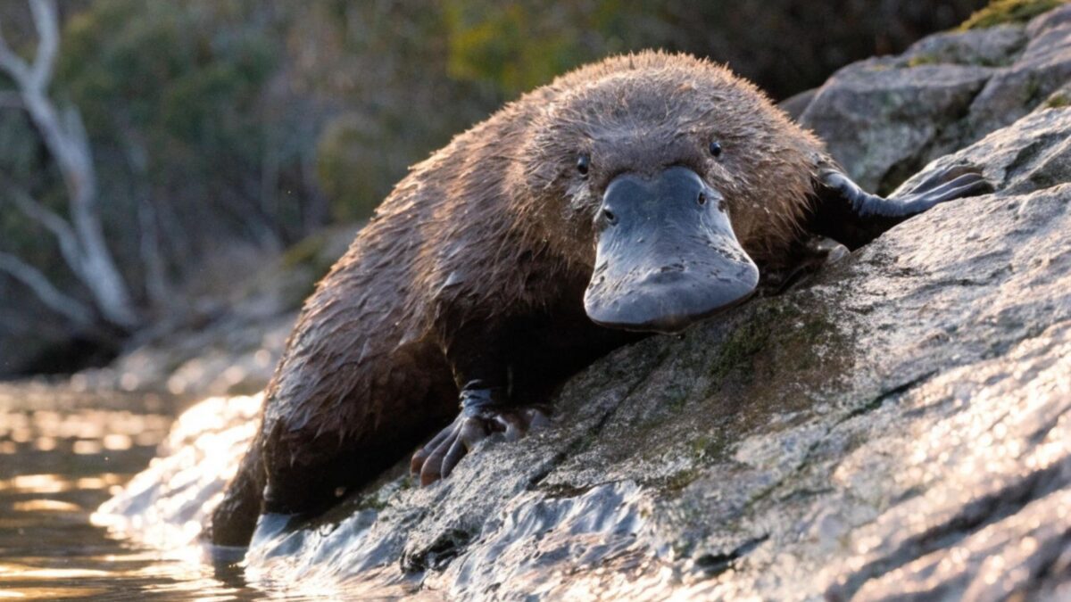 10 Ancient Legends About Odd Animals - Listverse