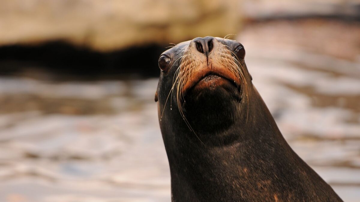 10 Astonishing Animal Abilities Scientists Never Saw Coming - Listverse