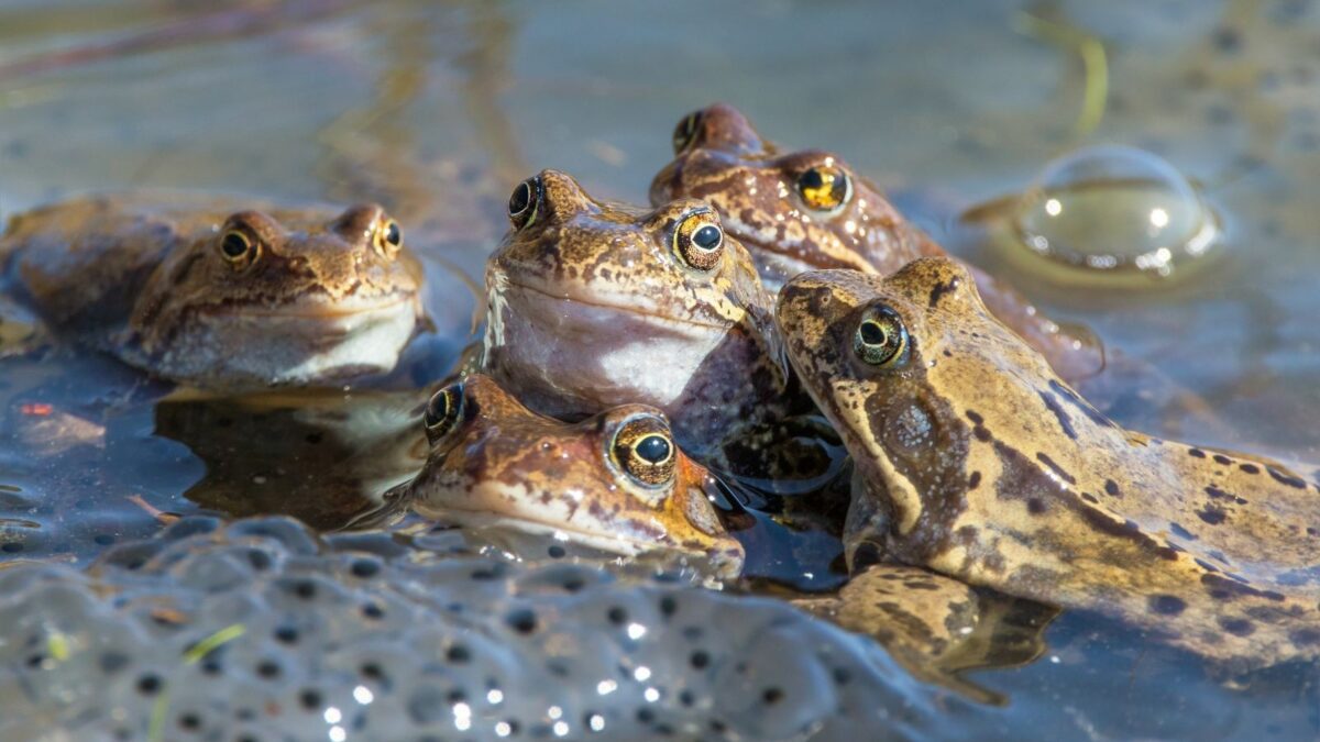 10 Mass Animal Die-Offs That Looked Like the Apocalypse - Listverse