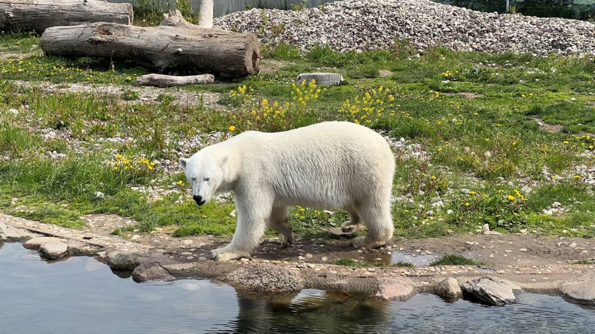 10 Wild Facts You Might Not Know About Bears - Listverse